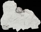 Bargain Enrolled Flexicalymene Trilobite - Ohio #47315-1